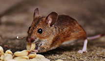 24 Hour & Emergency Exterminators in Standard, WV